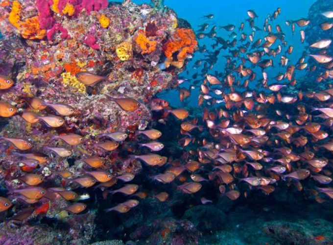 Scuba Diving Charter in Boyton Beach